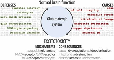 Going the Extra (Synaptic) Mile: Excitotoxicity as the Road Toward Neurodegenerative Diseases